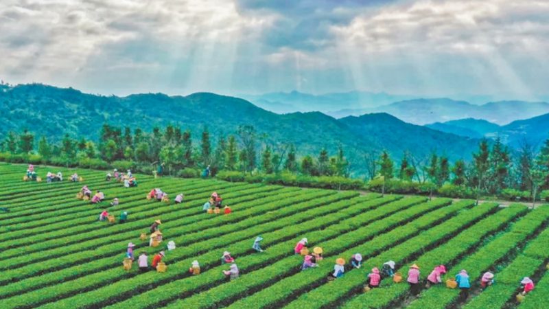 果蔬配送公司：优缺点解析与行业洞察
