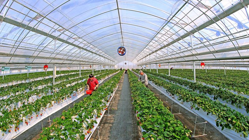 成都农资批发：优缺点剖析与选购策略