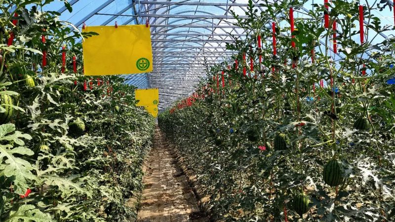食堂有机蔬菜配送，不止是换一家供应商那么简单
