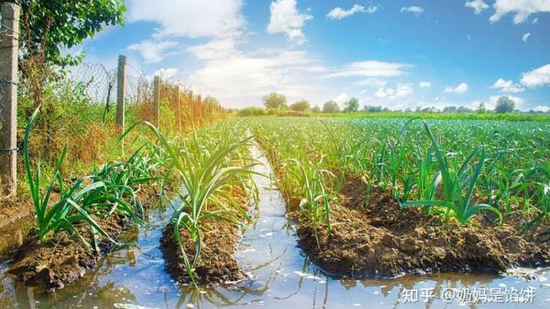 农产品批发月入过万的秘诀：精准定位与高效管理**